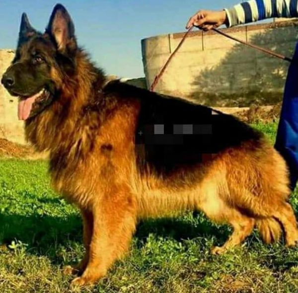 Robin Gsd Stud In Lahore