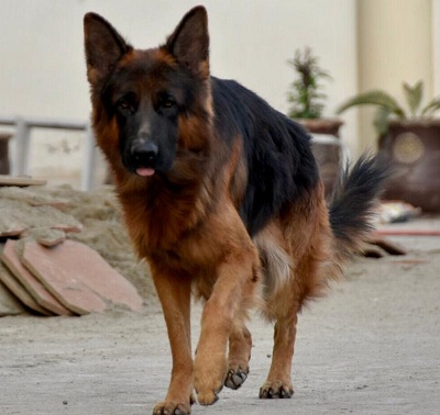 Tiger - GSD Stud in Rawalpindi