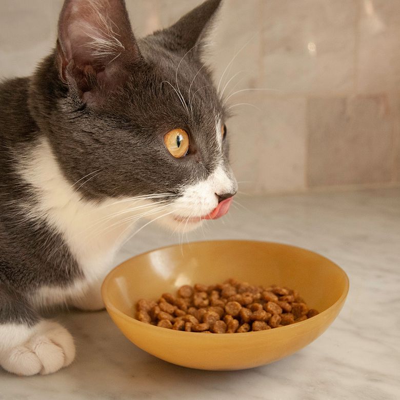 List Of Cat Food Dealers In Pakistan