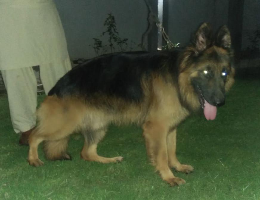 Pink pedigree best sale german shepherd